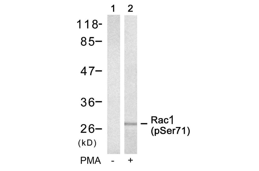Western blot - Rac1 (Phospho-Ser71) Antibody from Signalway Antibody (11203) - Antibodies.com