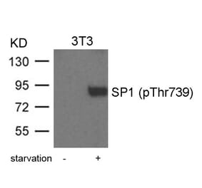 Western blot - SP1 (Phospho-Thr739) Antibody from Signalway Antibody (11241) - Antibodies.com