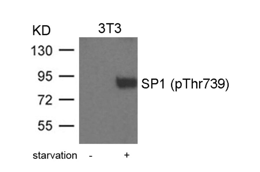 Western blot - SP1 (Phospho-Thr739) Antibody from Signalway Antibody (11241) - Antibodies.com