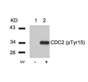 Western blot - CDC2 (Phospho-Tyr15) Antibody from Signalway Antibody (11244) - Antibodies.com