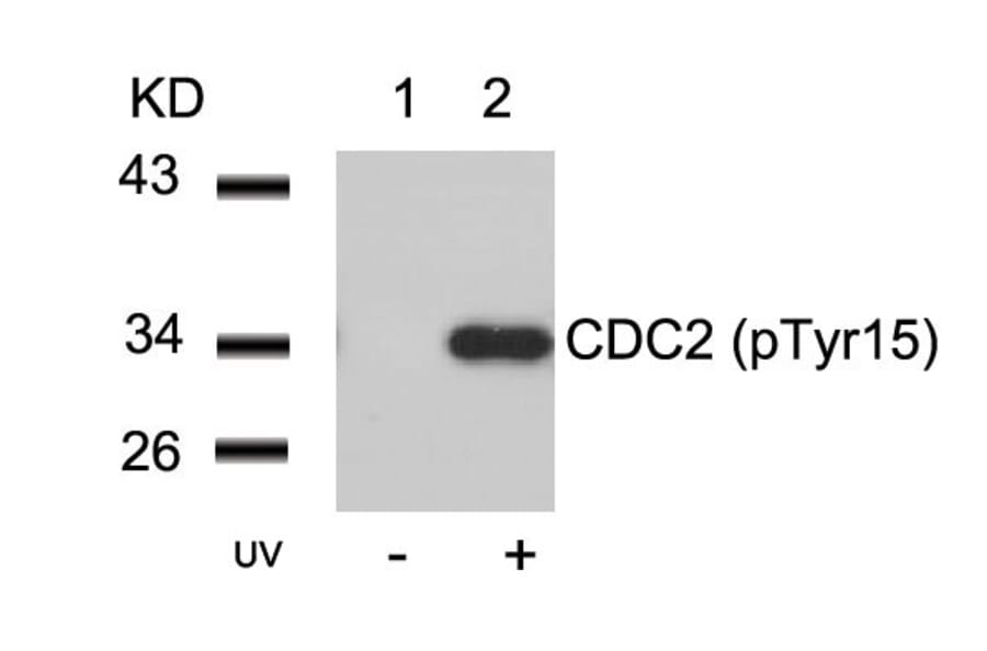 Western blot - CDC2 (Phospho-Tyr15) Antibody from Signalway Antibody (11244) - Antibodies.com