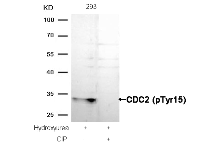 Western blot - CDC2 (Phospho-Tyr15) Antibody from Signalway Antibody (11244) - Antibodies.com