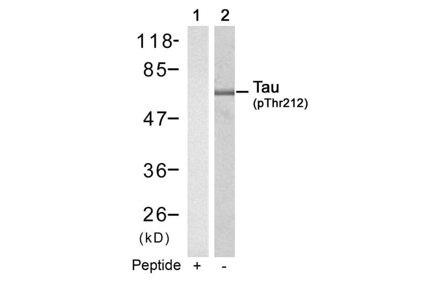 Western blot - Tau (Phospho-Thr212) Antibody from Signalway Antibody (11257) - Antibodies.com