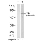 Western blot - Tau (Phospho-Thr212) Antibody from Signalway Antibody (11257) - Antibodies.com