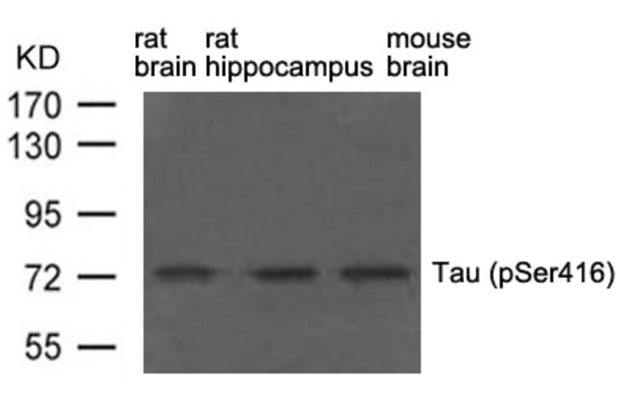 Western blot - Tau (phospho-Ser416) Antibody from Signalway Antibody (11570) - Antibodies.com