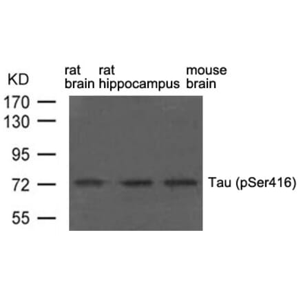 Western blot - Tau (phospho-Ser416) Antibody from Signalway Antibody (11570) - Antibodies.com