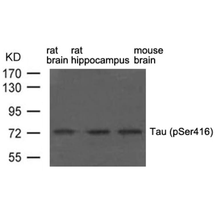 Western blot - Tau (phospho-Ser416) Antibody from Signalway Antibody (11570) - Antibodies.com