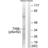 Western blot - TISB (Phospho-Ser92) Antibody from Signalway Antibody (11705) - Antibodies.com