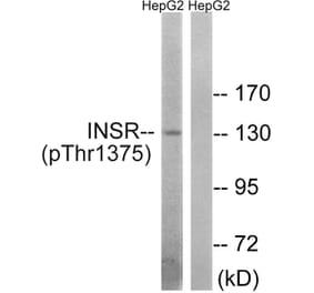 Western blot - IR (Phospho-Thr1375) Antibody from Signalway Antibody (11734) - Antibodies.com