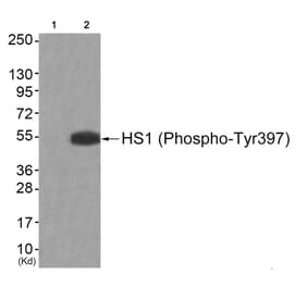 Western blot - HS1 (Phospho-Tyr397) Antibody from Signalway Antibody (11817) - Antibodies.com