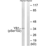 Western blot - YB1 (Phospho-Ser102) Antibody from Signalway Antibody (11819) - Antibodies.com