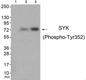Western blot - SYK (Phospho-Tyr352) Antibody from Signalway Antibody (11827) - Antibodies.com