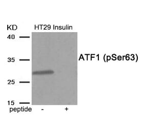 Western blot - ATF1 (Phospho-Ser63) Antibody from Signalway Antibody (11913) - Antibodies.com