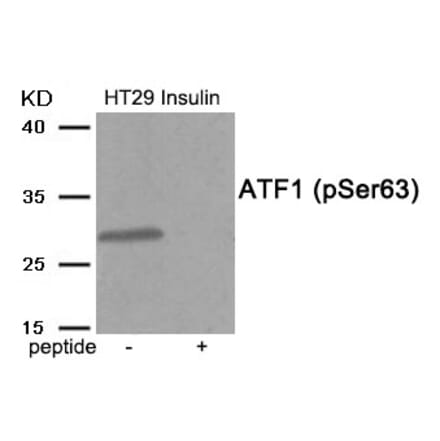 Western blot - ATF1 (Phospho-Ser63) Antibody from Signalway Antibody (11913) - Antibodies.com