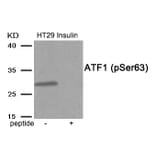 Western blot - ATF1 (Phospho-Ser63) Antibody from Signalway Antibody (11913) - Antibodies.com