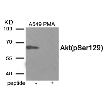 Western blot - Akt (Phospho-Ser129) Antibody from Signalway Antibody (11914) - Antibodies.com