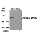 Western blot - Akt (Phospho-Ser129) Antibody from Signalway Antibody (11914) - Antibodies.com