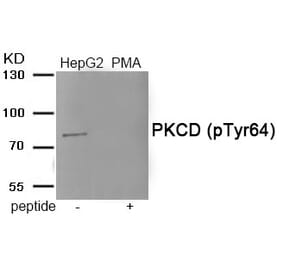 Western blot - PKCD (Phospho-Tyr64) Antibody from Signalway Antibody (11921) - Antibodies.com