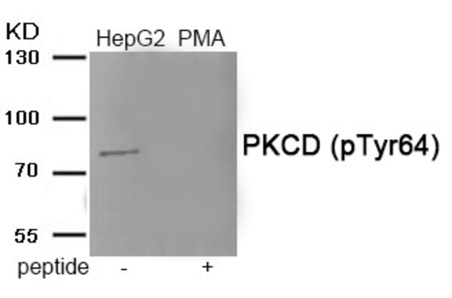 Western blot - PKCD (Phospho-Tyr64) Antibody from Signalway Antibody (11921) - Antibodies.com