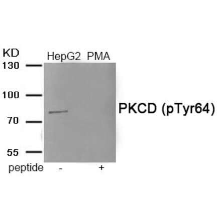 Western blot - PKCD (Phospho-Tyr64) Antibody from Signalway Antibody (11921) - Antibodies.com