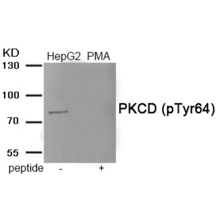 Western blot - PKCD (Phospho-Tyr64) Antibody from Signalway Antibody (11921) - Antibodies.com