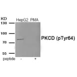 Western blot - PKCD (Phospho-Tyr64) Antibody from Signalway Antibody (11921) - Antibodies.com