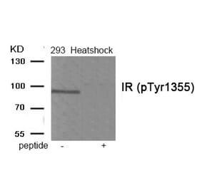 Western blot - IR (Phospho-Tyr1355) Antibody from Signalway Antibody (11939) - Antibodies.com