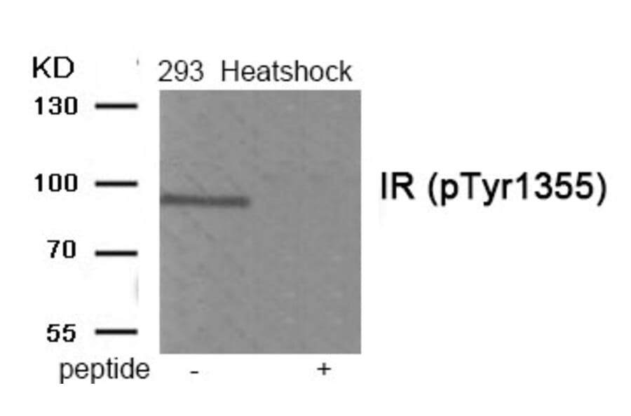 Western blot - IR (Phospho-Tyr1355) Antibody from Signalway Antibody (11939) - Antibodies.com