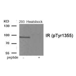 Western blot - IR (Phospho-Tyr1355) Antibody from Signalway Antibody (11939) - Antibodies.com