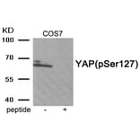Western blot - YAP (Phospho-Ser127) Antibody from Signalway Antibody (11952) - Antibodies.com
