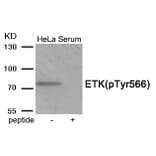 Western blot - ETK (Phospho-Tyr566) Antibody from Signalway Antibody (11953) - Antibodies.com