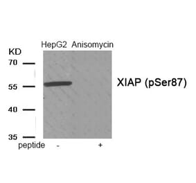 Western blot - XIAP (Phospho-Ser87) Antibody from Signalway Antibody (11956) - Antibodies.com