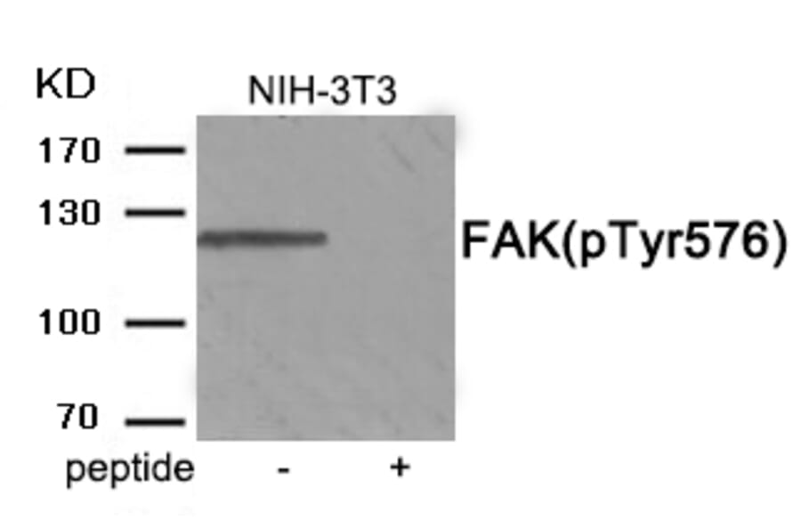 Western blot - FAK (Phospho-Tyr576) Antibody from Signalway Antibody (11957) - Antibodies.com
