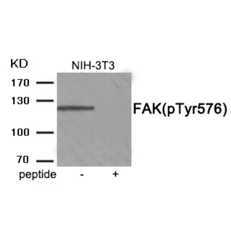 Western blot - FAK (Phospho-Tyr576) Antibody from Signalway Antibody (11957) - Antibodies.com