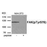Western blot - FAK (Phospho-Tyr576) Antibody from Signalway Antibody (11957) - Antibodies.com