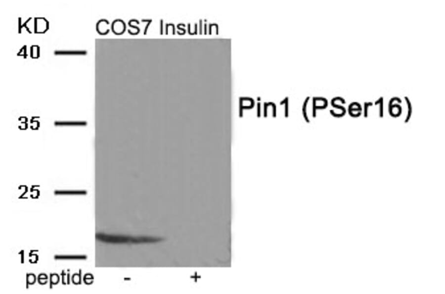 Western blot - Pin1 (Phospho-Ser16) Antibody from Signalway Antibody (11960) - Antibodies.com