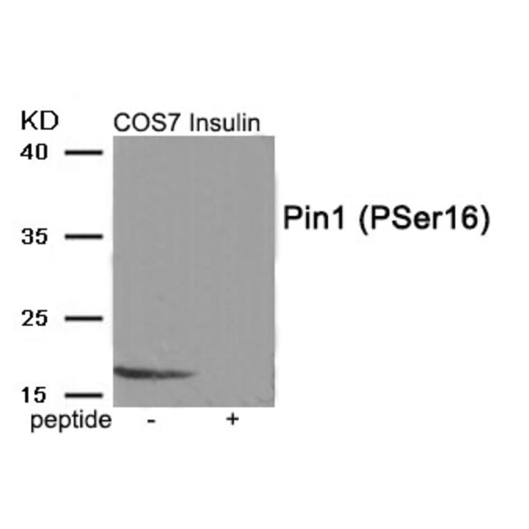 Western blot - Pin1 (Phospho-Ser16) Antibody from Signalway Antibody (11960) - Antibodies.com