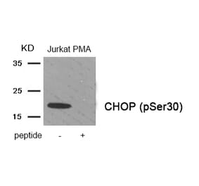 Western blot - CHOP (Phospho-Ser30) Antibody from Signalway Antibody (11976) - Antibodies.com