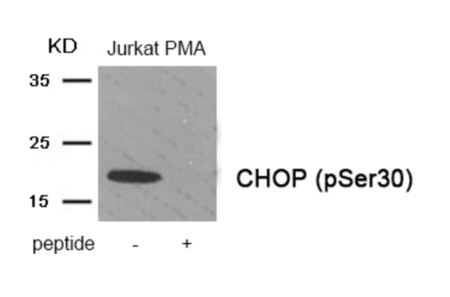 Western blot - CHOP (Phospho-Ser30) Antibody from Signalway Antibody (11976) - Antibodies.com