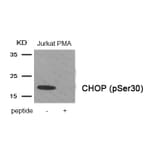 Western blot - CHOP (Phospho-Ser30) Antibody from Signalway Antibody (11976) - Antibodies.com