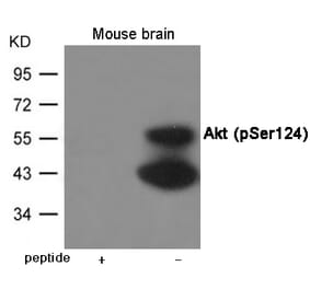Western blot - Akt (Phospho-Ser124) Antibody from Signalway Antibody (12001) - Antibodies.com