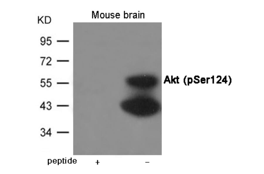 Western blot - Akt (Phospho-Ser124) Antibody from Signalway Antibody (12001) - Antibodies.com