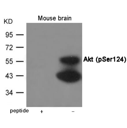 Western blot - Akt (Phospho-Ser124) Antibody from Signalway Antibody (12001) - Antibodies.com
