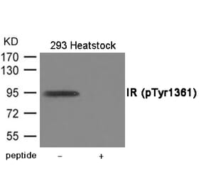 Western blot - IR (Phospho-Tyr1361) Antibody from Signalway Antibody (12015) - Antibodies.com