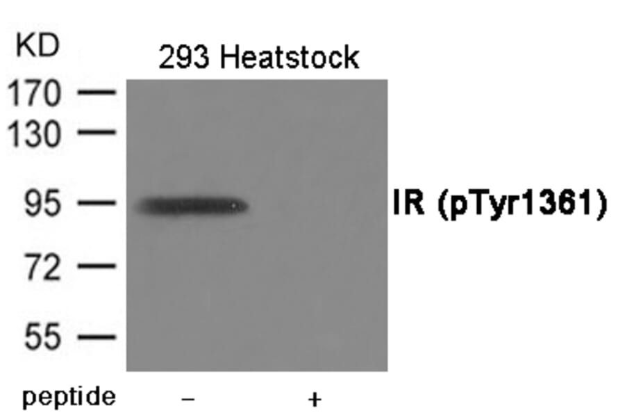 Western blot - IR (Phospho-Tyr1361) Antibody from Signalway Antibody (12015) - Antibodies.com