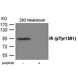 Western blot - IR (Phospho-Tyr1361) Antibody from Signalway Antibody (12015) - Antibodies.com