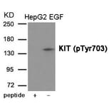 Western blot - KIT (Phospho-Tyr703) Antibody from Signalway Antibody (12017) - Antibodies.com