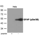 Western blot - GFAP (Phospho-Ser38) Antibody from Signalway Antibody (12056) - Antibodies.com