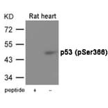 Western blot - p53 (Phospho-Ser366) Antibody from Signalway Antibody (12063) - Antibodies.com