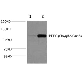 Western blot - PEPC (Phospho-Ser15) Polyclonal Antibody from Signalway Antibody (12178) - Antibodies.com